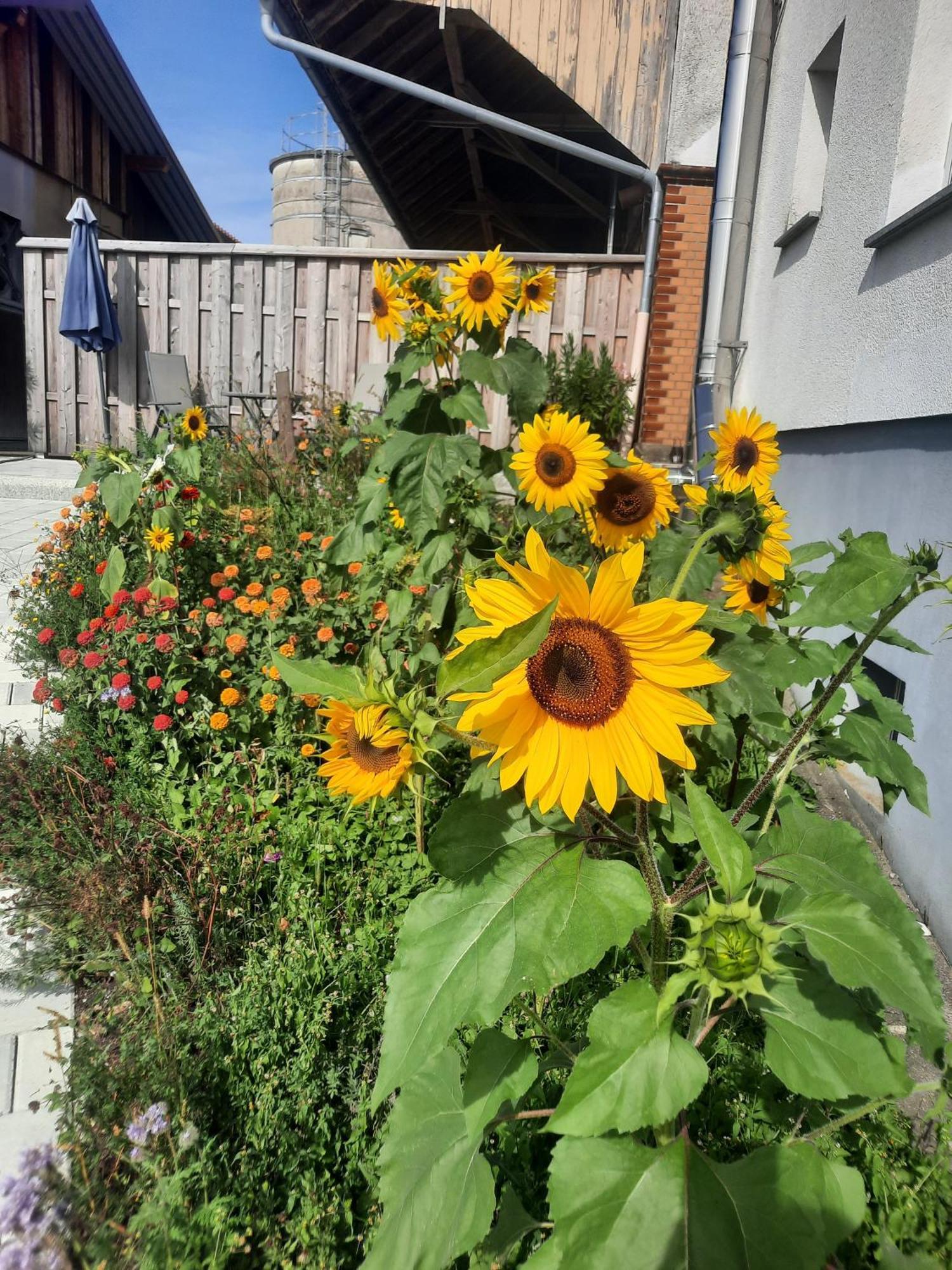 Ferienwohnung Pusteblume Neukirch  Zewnętrze zdjęcie
